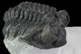 Bargain, Coltraneia Trilobite Fossil - Huge Faceted Eyes #92124-2